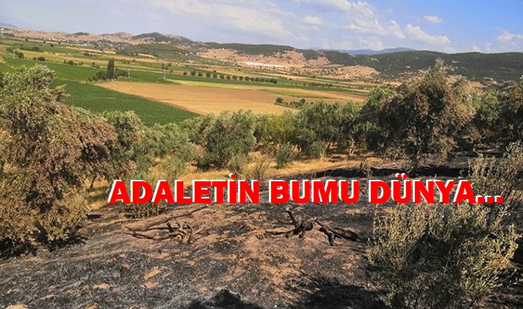 Nesin Vakfı’nın zeytinliklerini kundaklayanlar serbest