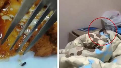 KYK yurdunda skandal görüntü! Yemekten böcek çıktı