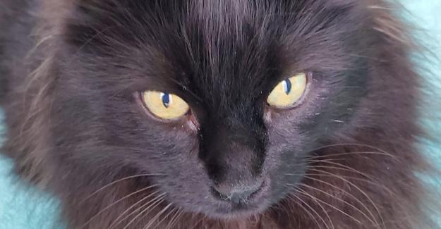 Medyada bir ilk! Bir “Kedi” köşe yazarı oldu